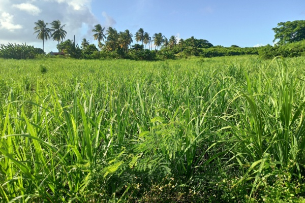 Indice des prix à la consommation en Guadeloupe – Année 2024