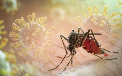 Paludisme : vigilance à Mayotte et en Corse