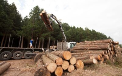 Filière du bois en Guyane : une aide revalorisée