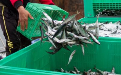 Secteur de la pêche : évolution des critères des demandes d’antériorités