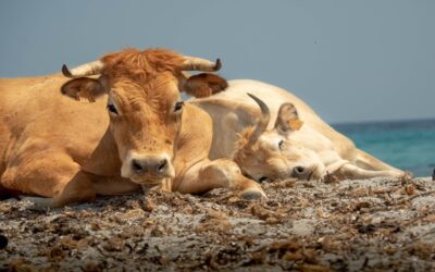 Identification des bovins en Corse : du nouveau