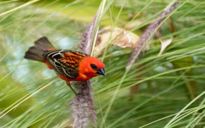 Espèces exotiques envahissantes : une protection particulière à La Réunion ?
